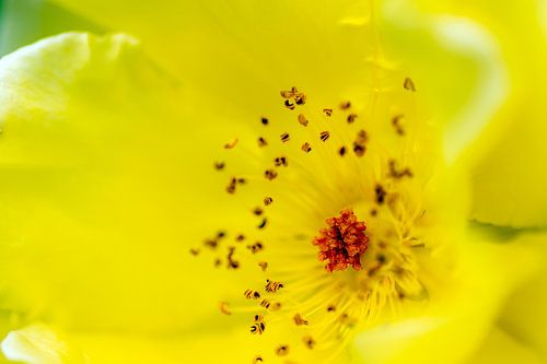 stampers van geel in de roos