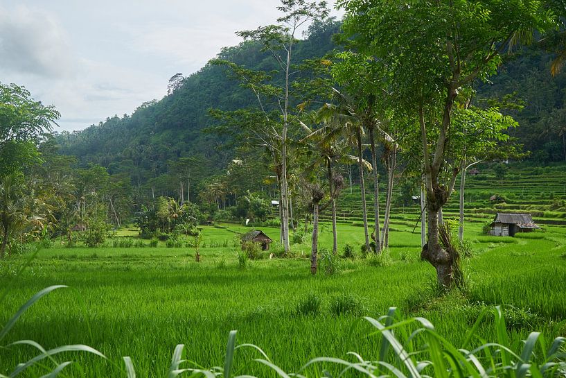 Green rice fields by Martijn Stoppels