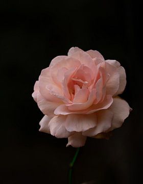 Rose roos met donkere achtergrond van Marja van Brunschot