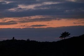 Des sages dans les dunes du Kraansvlak du Kennemerland du sud