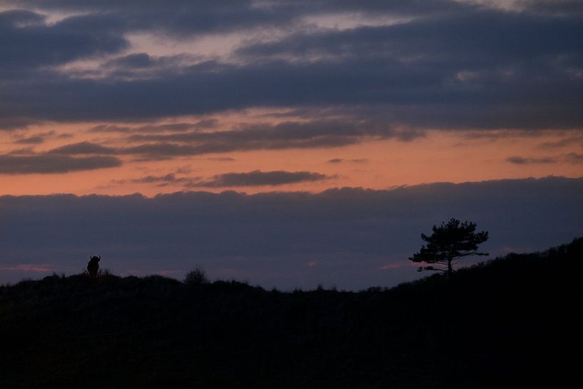 Des sages dans les dunes du Kraansvlak du Kennemerland du sud par Jeroen Stel