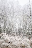 Bouleau argenté et fougères beiges blanches avec givre.