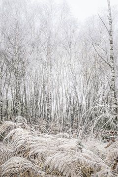 Witte berken, mist en varens, beige tinten, winter van Arthur van den Berg