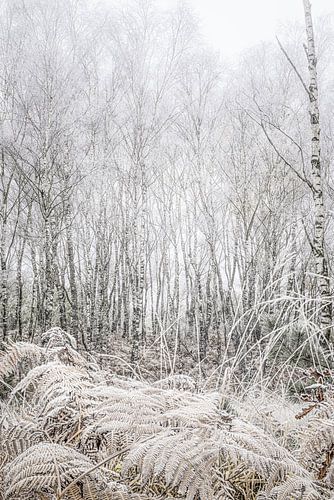 Silver birch and beige ferns white with hoarfrost