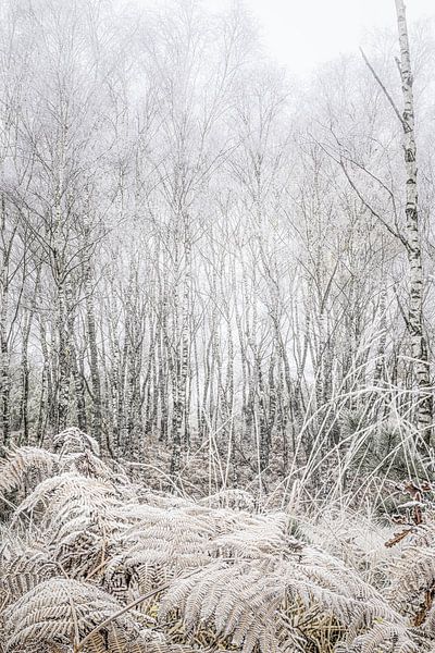 Bouleau argenté et fougères beiges blanches avec givre. par Arthur van den Berg