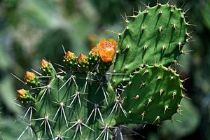 Kaktusblüte unter der thailändischen Sonne