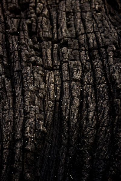 Veins of Fire von Anouk Pross