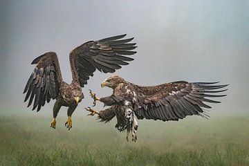 Two fighting European sea eagles. by Albert Beukhof
