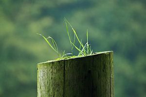 Neues Leben in totem Holz