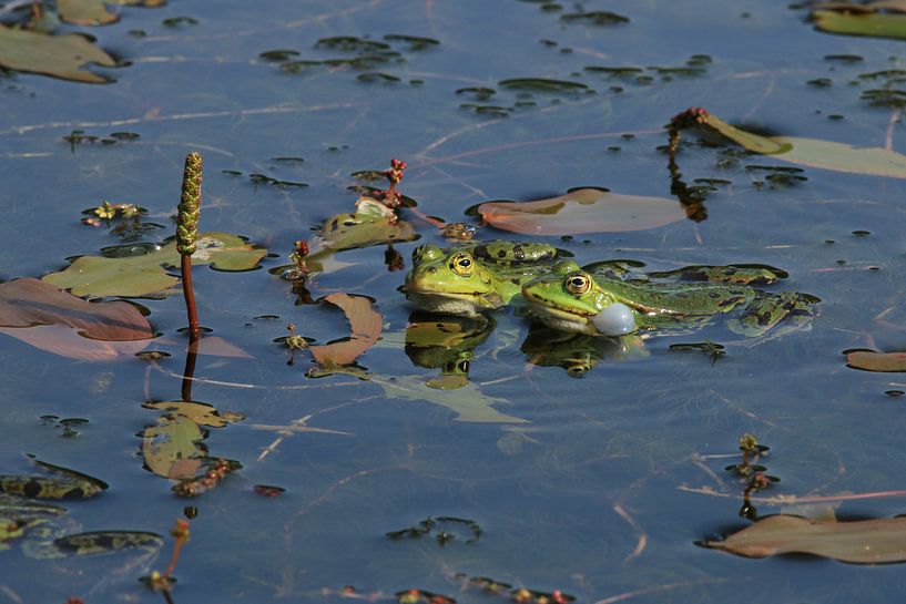 Two frogs by Bärbel Severens