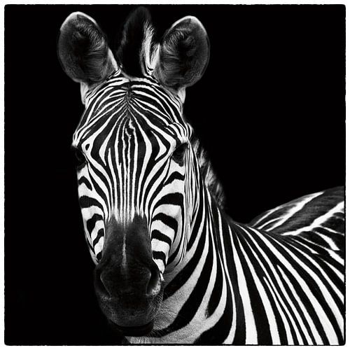 Zebra II Square