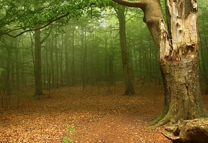 Nebelwald am Meer sur Heike Hultsch