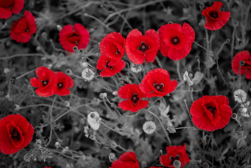 coquelicots par Steffen Gierok