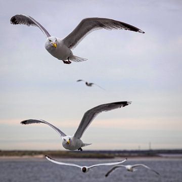 Mouettes sur Rob Boon