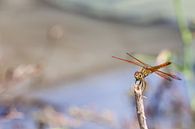 An dragonfly on a stick van Marcel Derweduwen thumbnail