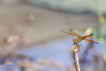 An dragonfly on a stick