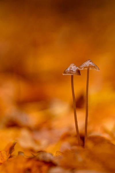 Sunny by peterheinspictures