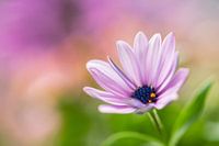 The little purple flower
