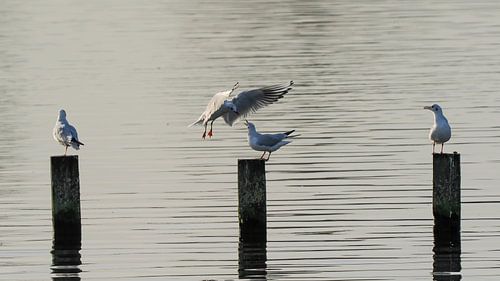 Darf ich dann bei dir sein