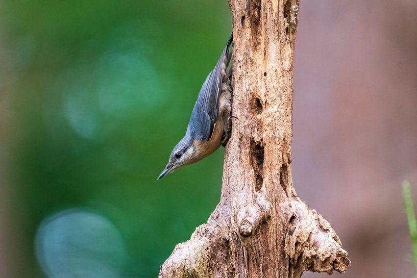 Nuthatch by Merijn Loch