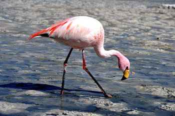 Flamingo in Bolivien