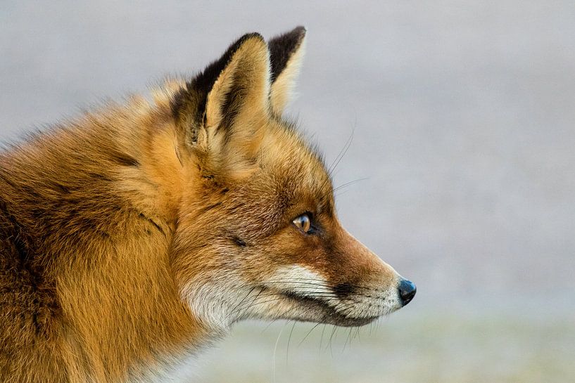 Renard Roux Vue De Cote Par L Artiste Marcel Alsemgeest