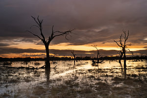 Silhouettes of Dead Trees in a Flooded African Marsh at Sunset