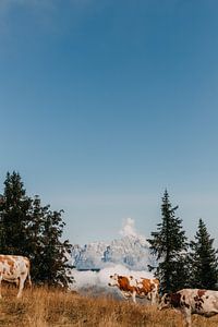 Kühe auf dem Gipfel der Berge in Österreich (Alpen)