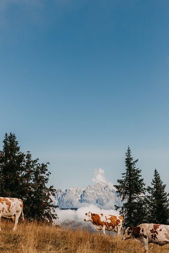 Koeien boven in de bergen in Oostenrijk (Alpen)