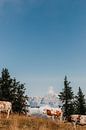 Koeien boven in de bergen in Oostenrijk (Alpen) van Yvette Baur thumbnail