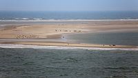 Zeehonden en zeemeeuwen
