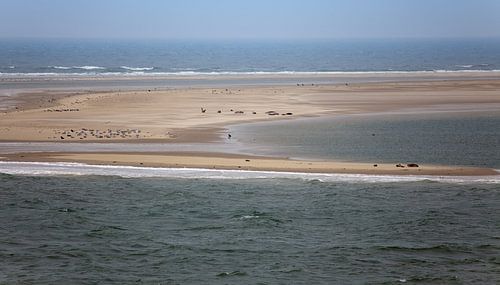 Zeehonden en zeemeeuwen