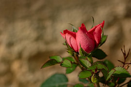gros plan sur une rose rouge