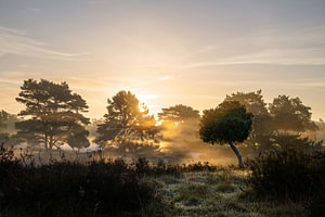 Westruper Heide, Haltern am See, Nordrhein-Westfalen, Deutschland