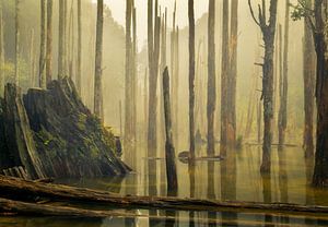 Wanyou-Wald in Nantou, Taiwan