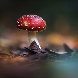 Amanita Muscaria by Maayke Klaver