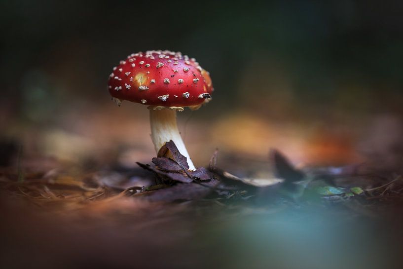 Amanita Muscaria van Maayke Klaver