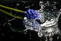 Blauw druifje zegt splash