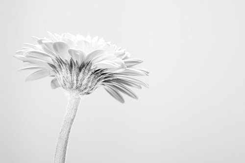 Gerbera in high key with a white background