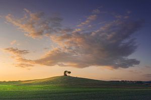 Toskana, Maremma Landschaft. Alte Windmühle und Bäume.