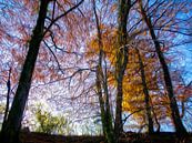 Golden glow of autumn leaf in blue sky by Susan Hol thumbnail