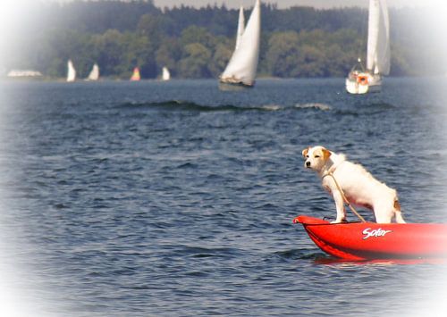 Hund auf Boot