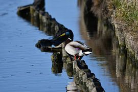Ente am Wasser von Mirjam de Jongh