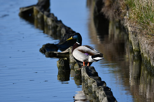 Duck by the water