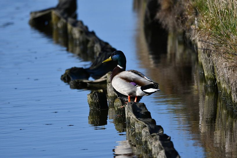 Duck by the water by Mirjam de Jongh