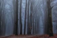 Misty paths in the winter forest by Moetwil en van Dijk - Fotografie thumbnail