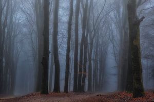 Misty paths in the winter forest by Moetwil en van Dijk - Fotografie