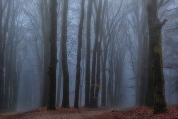 Mistige paden in het winterse bos