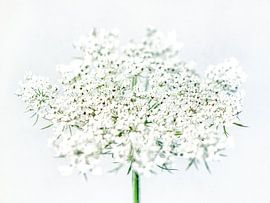 Schermbloem IV van Jessica Berendsen