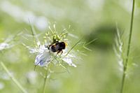 The Nigella Bumblebee.
